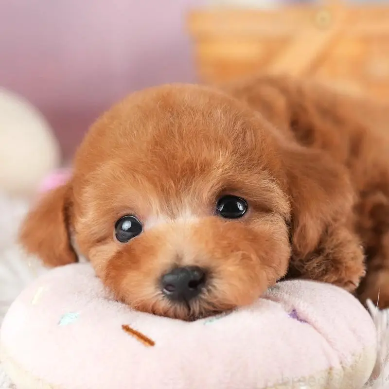 販売中の埼玉県のタイニープードル-455569