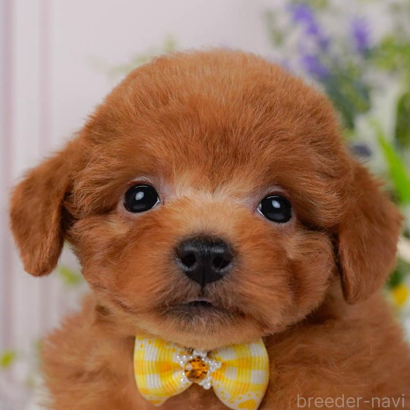 販売中の神奈川県のトイプードル-454271