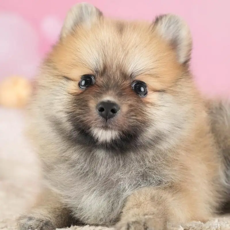 販売中の埼玉県のポメラニアン-455564