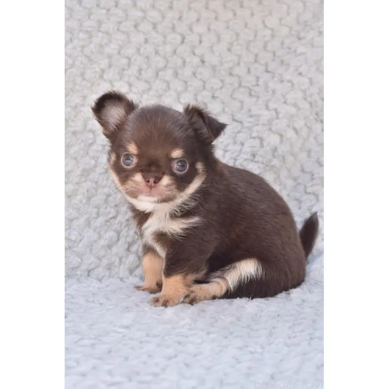 販売中の高知県のチワワ(ロングコート)-455493