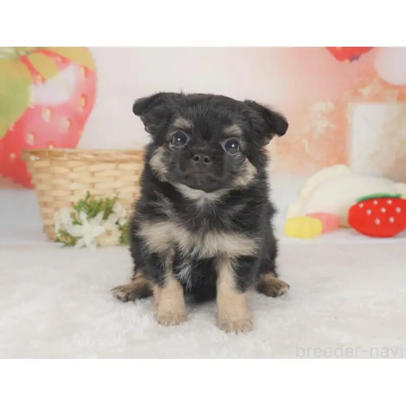 販売中の栃木県のチワワ(ロングコート)-455561