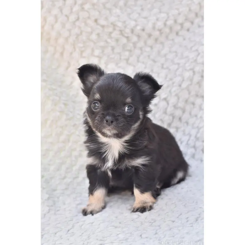 販売中の高知県のチワワ(ロングコート)-455501