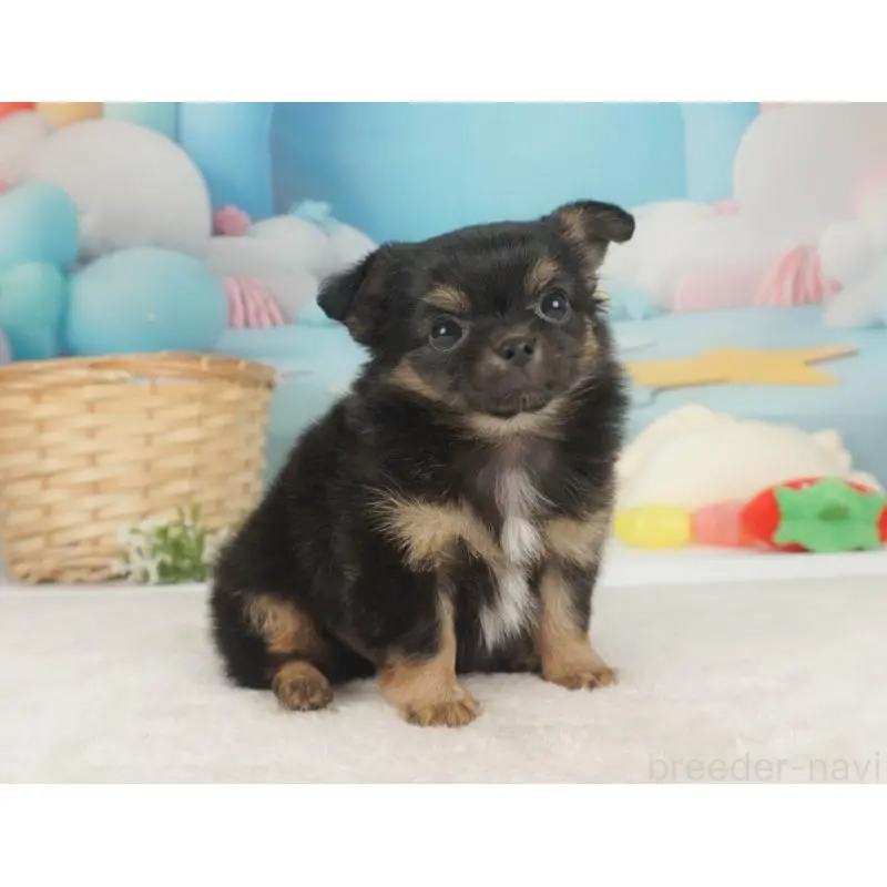 販売中の栃木県のチワワ(ロングコート)-455557