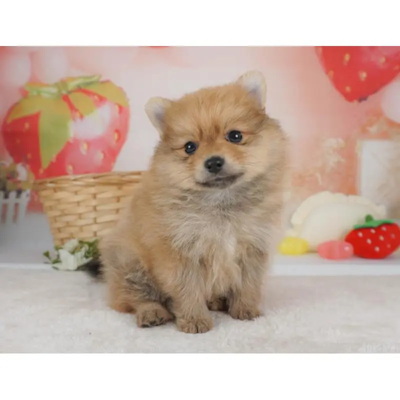 販売中の栃木県のポメラニアン-455546