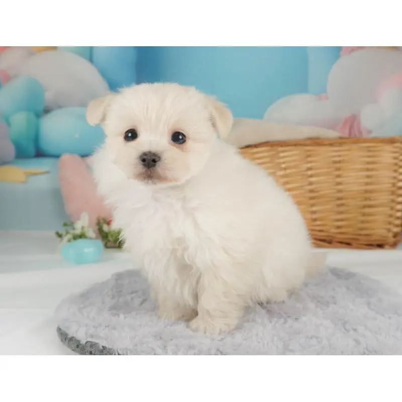 販売中の栃木県のポメマル:ポメラニアン×マルチーズ-455542