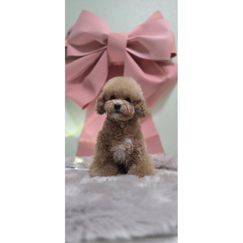 販売中の東京都のビションプー:ビションフリーゼ×トイプードル-388675