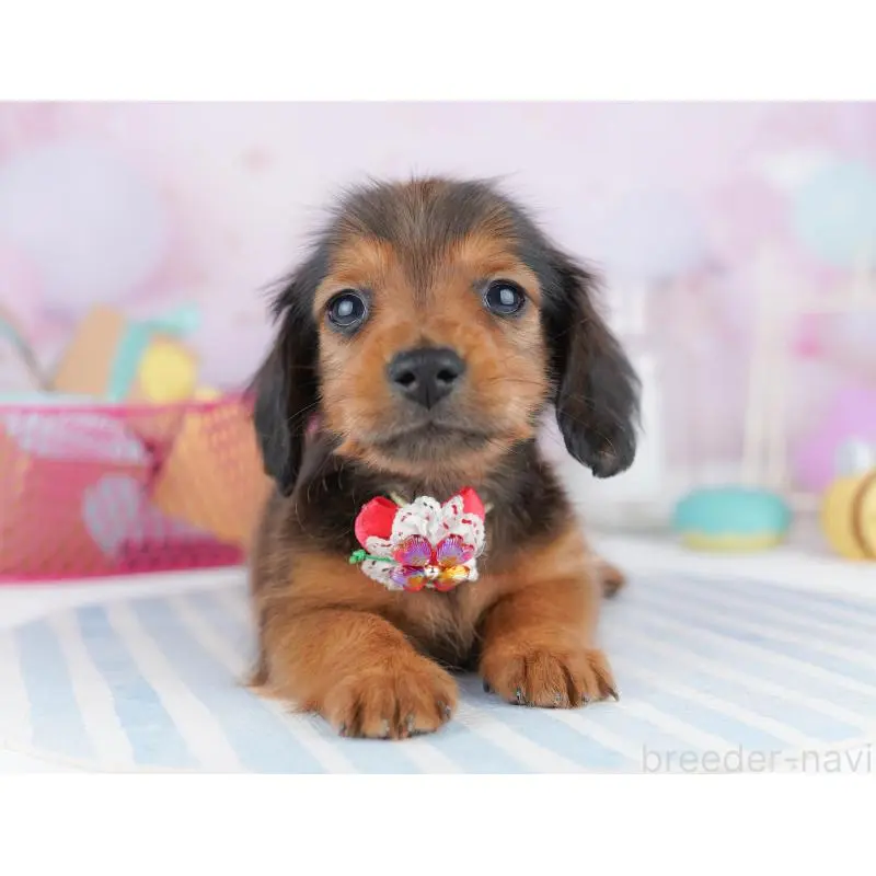 販売中の東京都のミニチュアダックスフンド(ロングヘアード)-456030