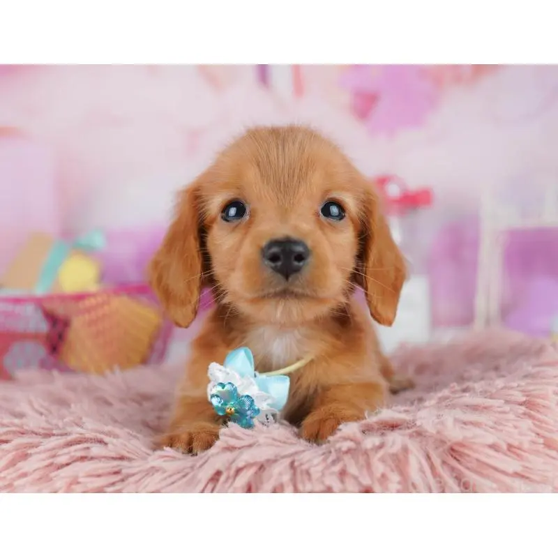 販売中の東京都のミニチュアダックスフンド(ロングヘアード)-456035