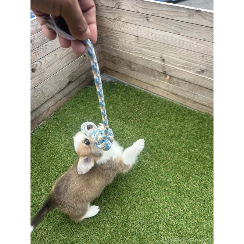 販売中の静岡県のウェルシュコーギーペンブローク-454752