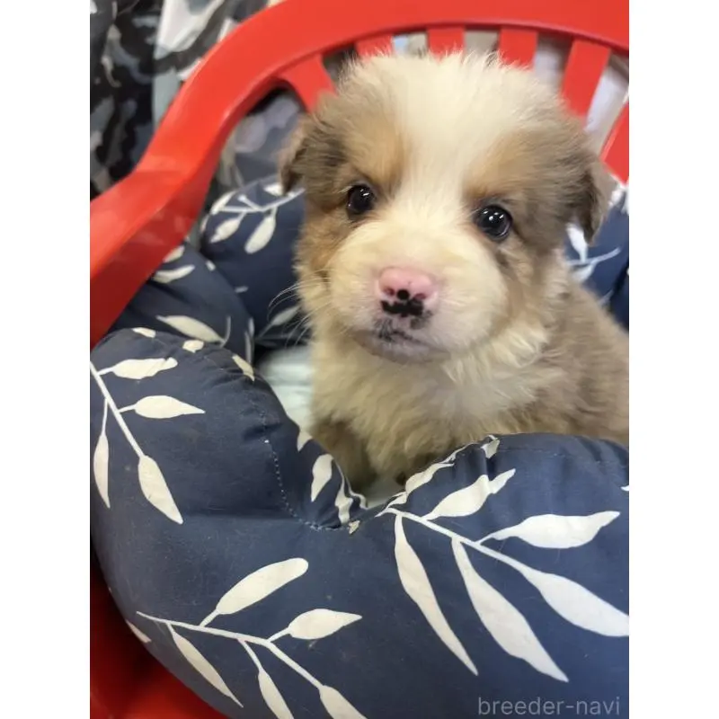 販売中の福岡県のボーダーコリー-455574