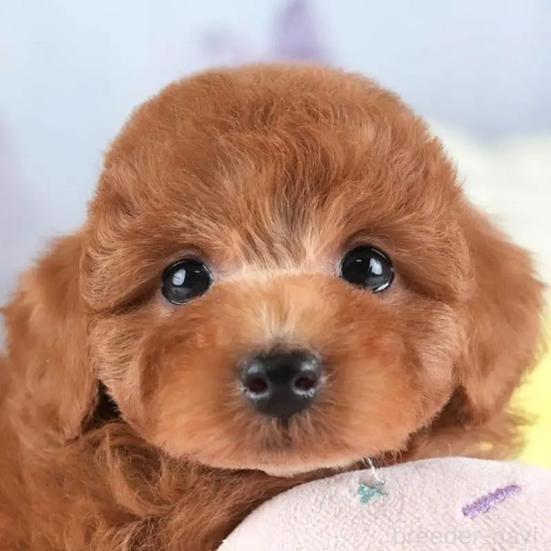 販売中の埼玉県のトイプードル-455588