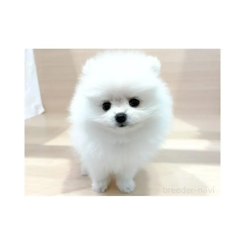 販売中の東京都のポメラニアン-455612