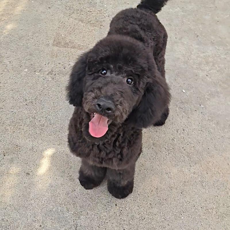 販売中の石川県のスタンダードプードル-435863