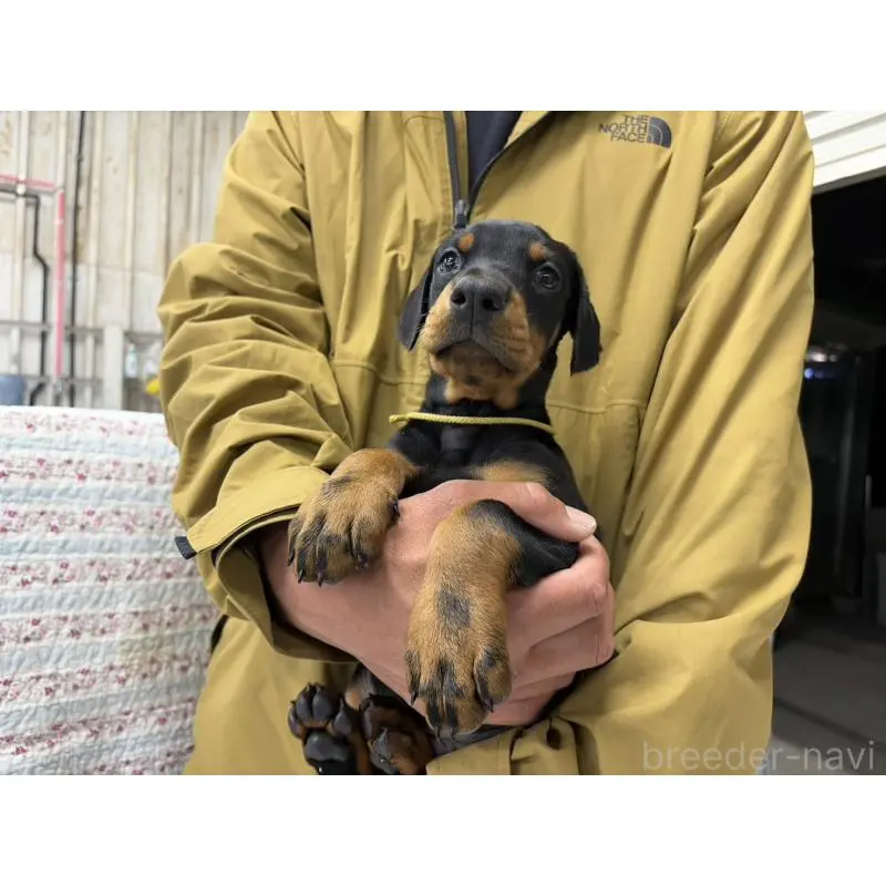 販売中の大阪府のドーベルマン-455618