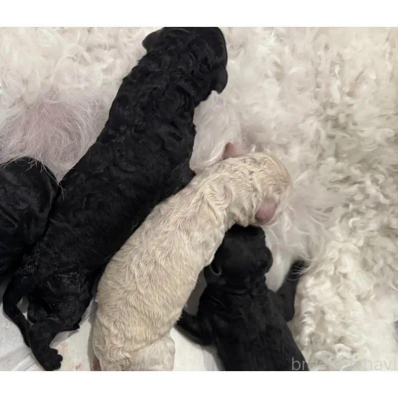 販売中の三重県のスタンダードプードル-455626