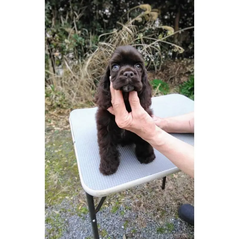 販売中の奈良県のアメリカンコッカースパニエル-455627