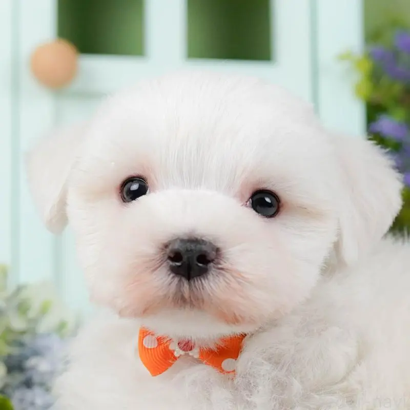 販売中の神奈川県のマルチーズ-455643