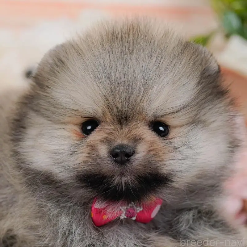 販売中の神奈川県のポメラニアン-455645