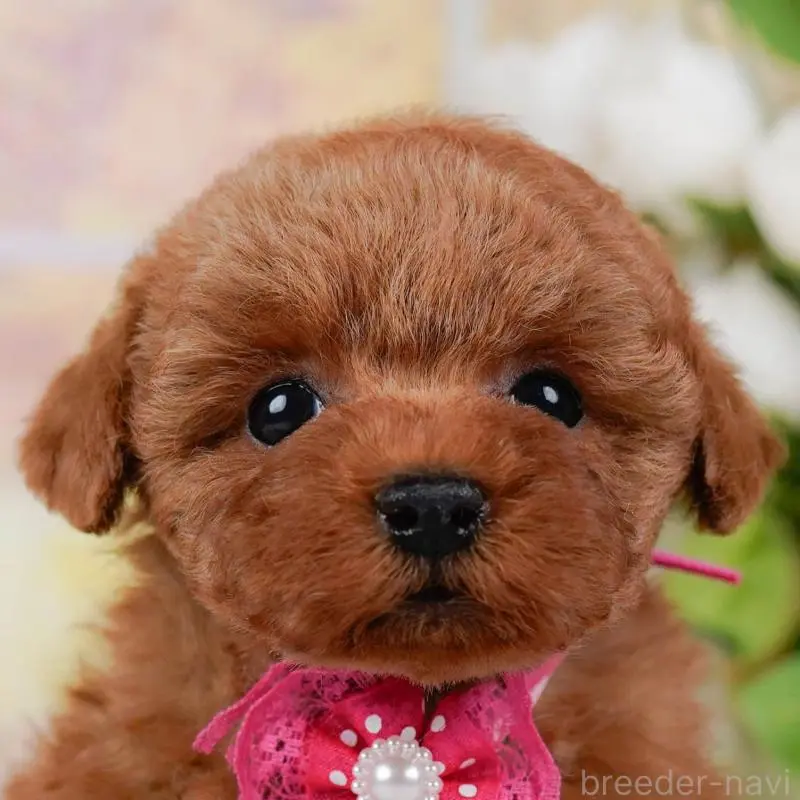 販売中の神奈川県のタイニープードル-455646