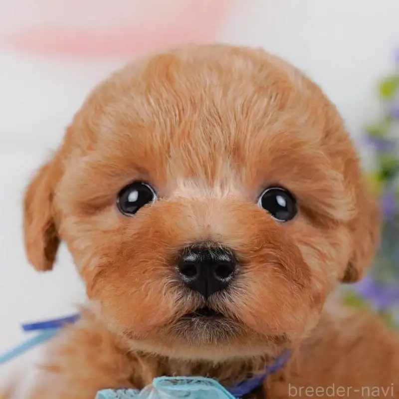 販売中の神奈川県のトイプードル-455648