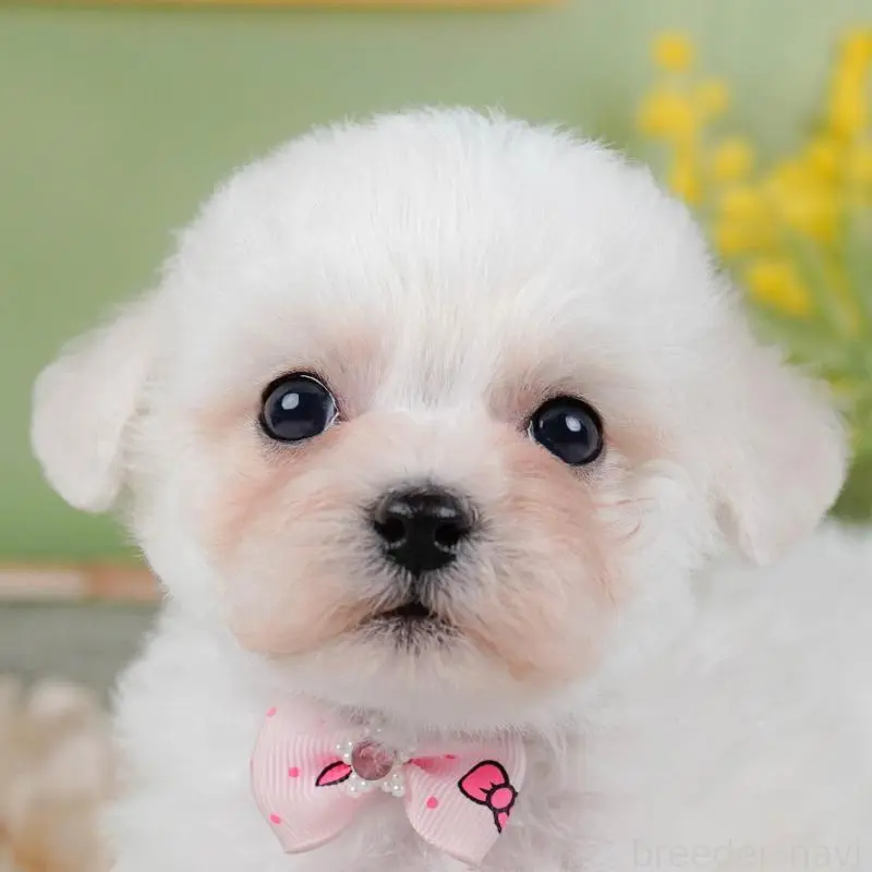 販売中の神奈川県のビションフリーゼ-455653