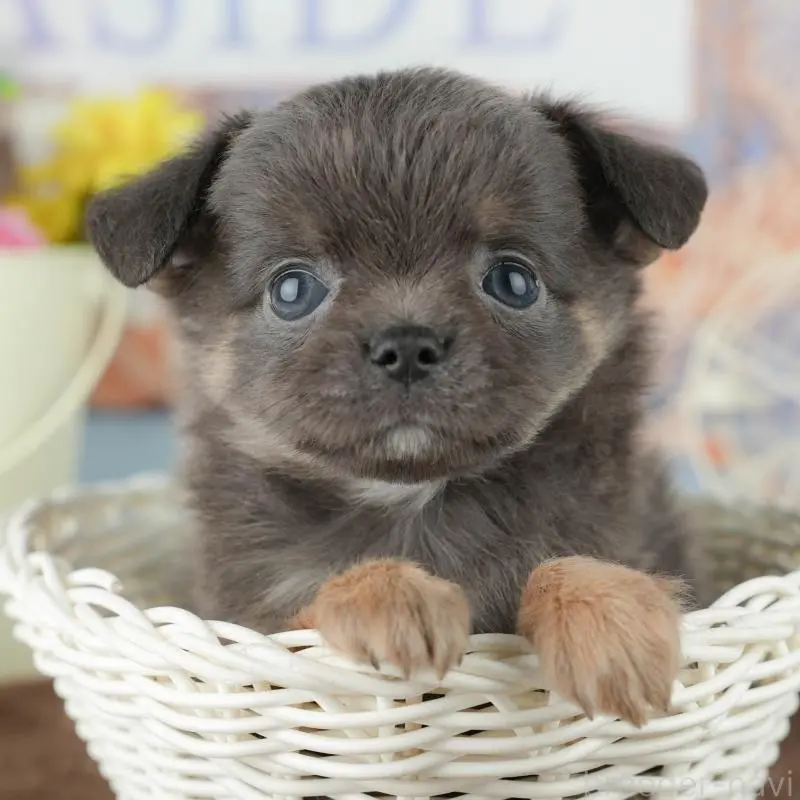 販売中の神奈川県のチワワ(ロングコート)-455659