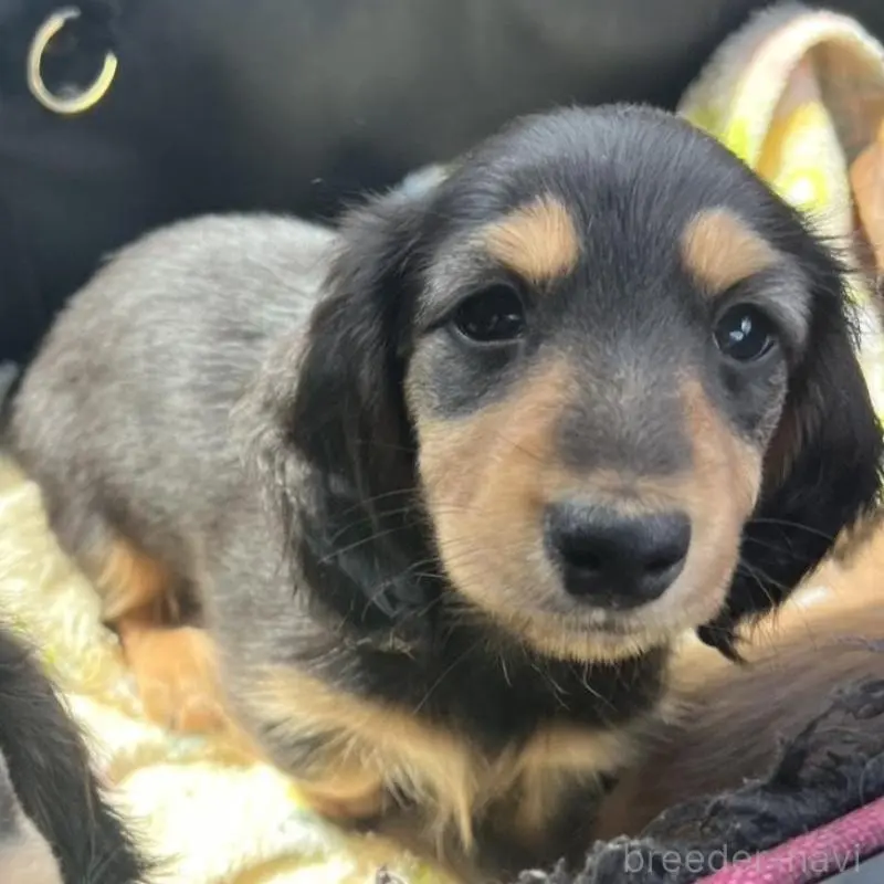 販売中の埼玉県のミニチュアダックスフンド(ロングヘアード)-455669