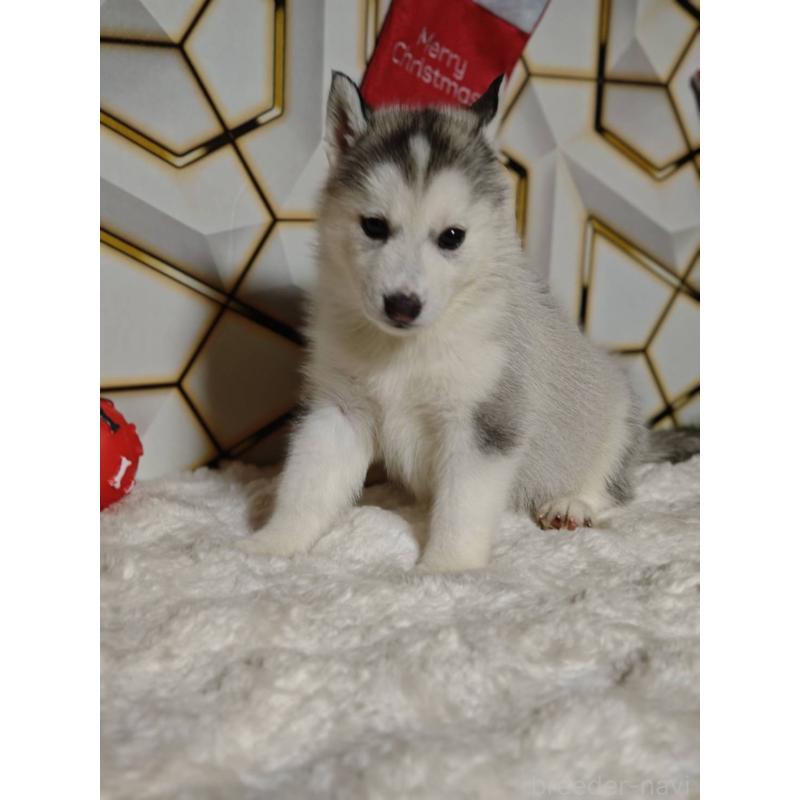 販売中の静岡県のシベリアンハスキー-454184