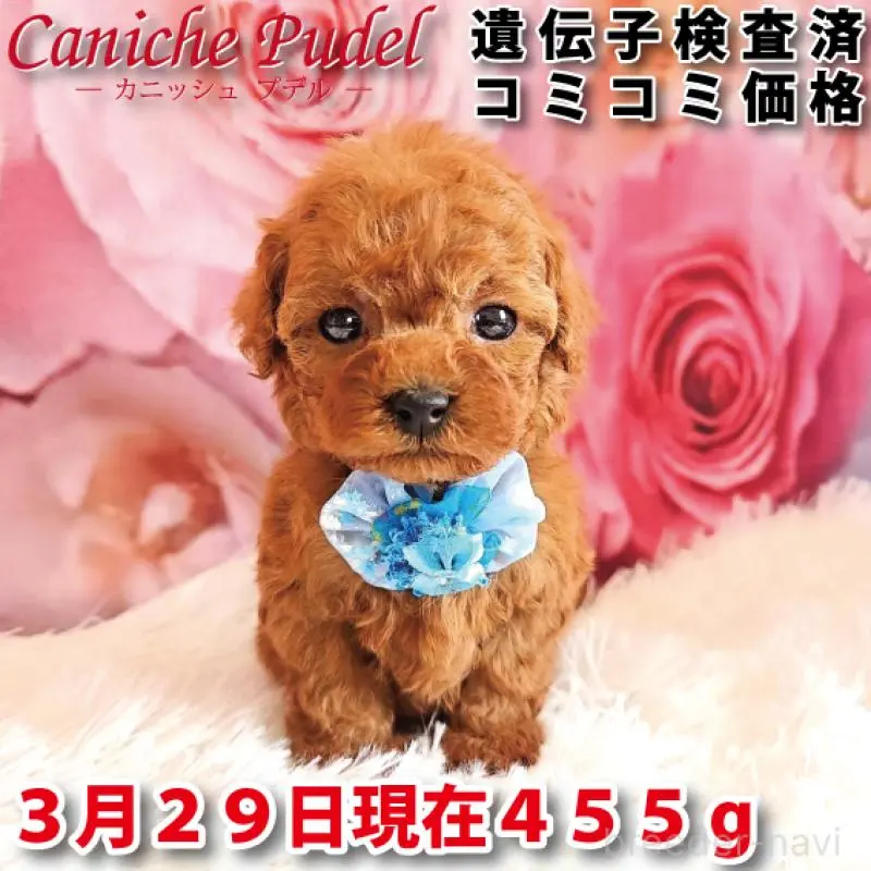 販売中の岐阜県のタイニープードル-455675