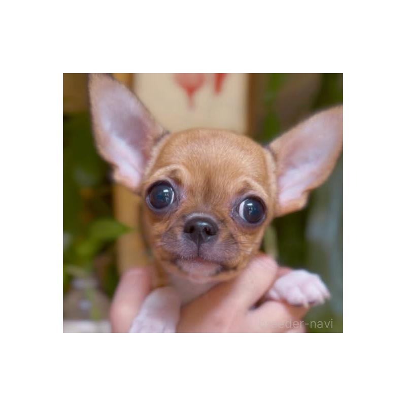 販売中の静岡県のチワワ(スムースコート)-452284