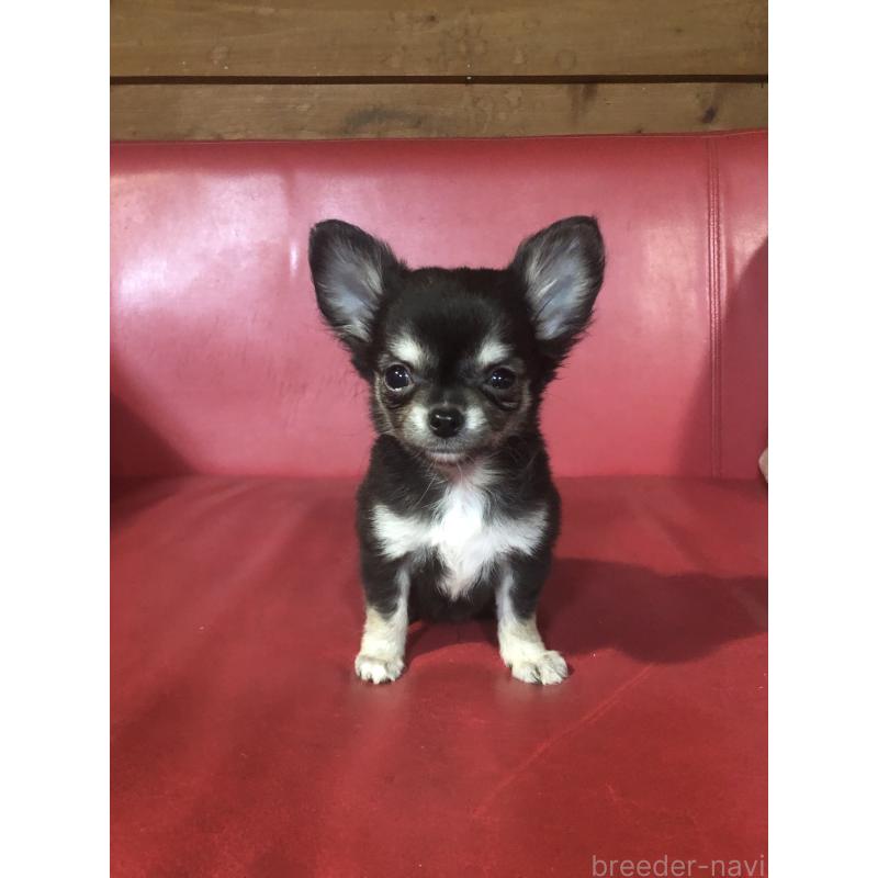 販売中の兵庫県のチワワ(ロングコート)-451390