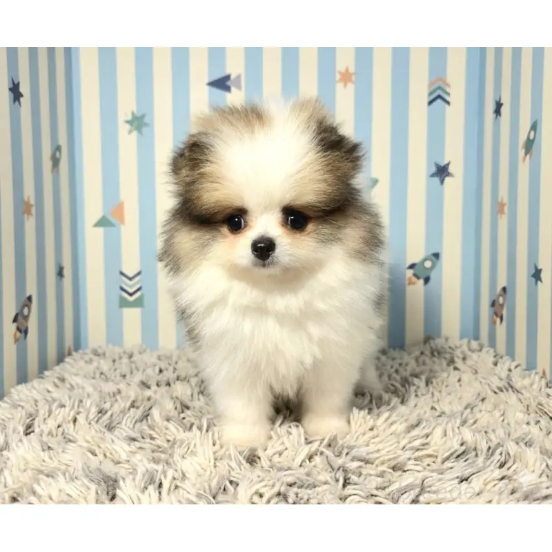 販売中の静岡県のポメラニアン-455696