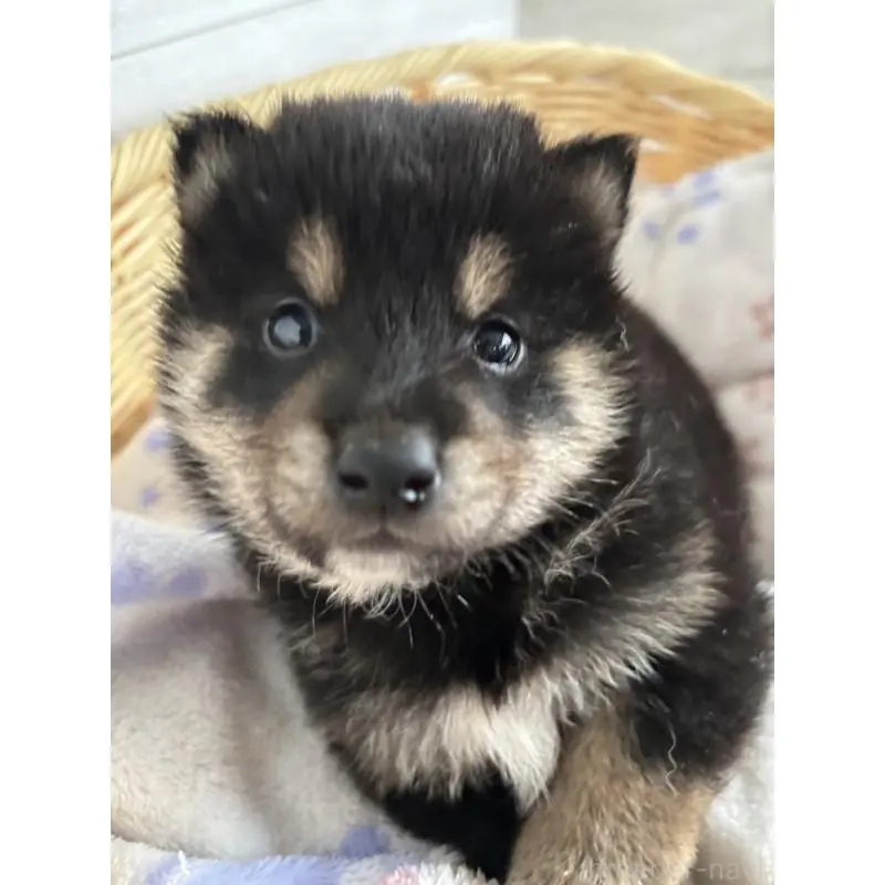 販売中の静岡県の柴犬-455711