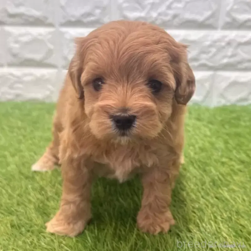 販売中の愛知県のマルプー:マルチーズ×トイプードル-455729