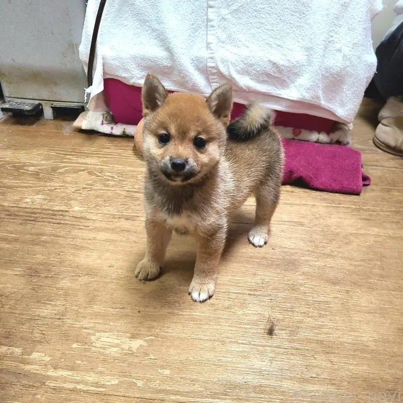 販売中の神奈川県の豆柴-455731