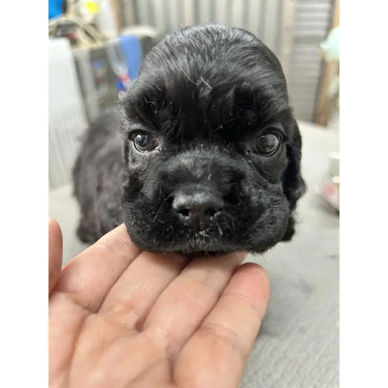 販売中の鹿児島県のアメリカンコッカースパニエル-455755