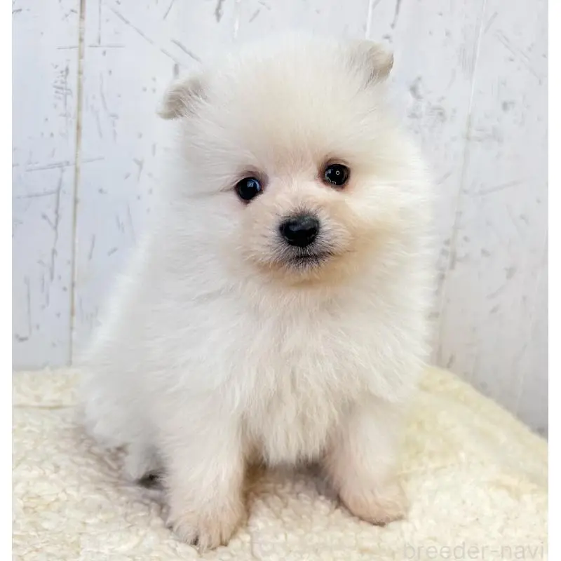 販売中の千葉県のポメラニアン-455768