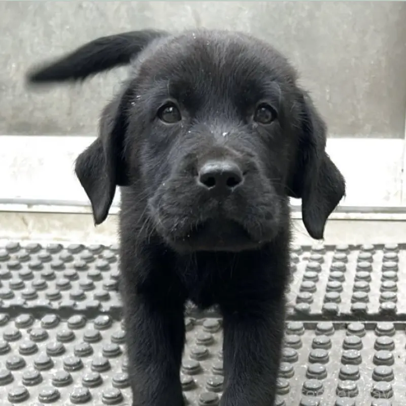 商談中の千葉県のラブラドールレトリーバー-455775