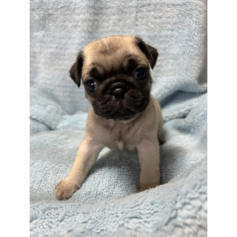 販売中の愛知県のパグ-455782