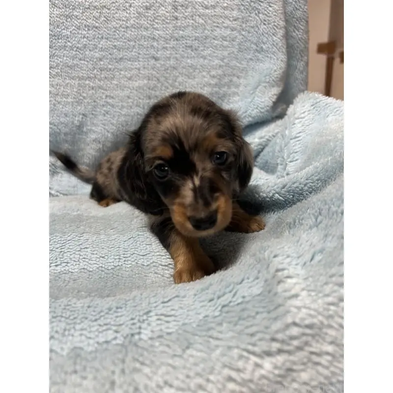 販売中の愛知県のミニチュアダックスフンド(ロングヘアード)-455795
