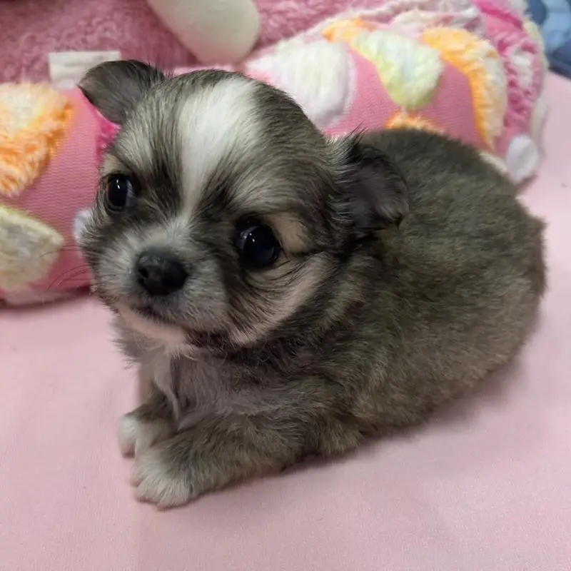 販売中の神奈川県のチワワ(ロングコート)-455803