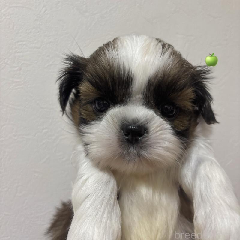 販売中の岐阜県のシーズー-453434