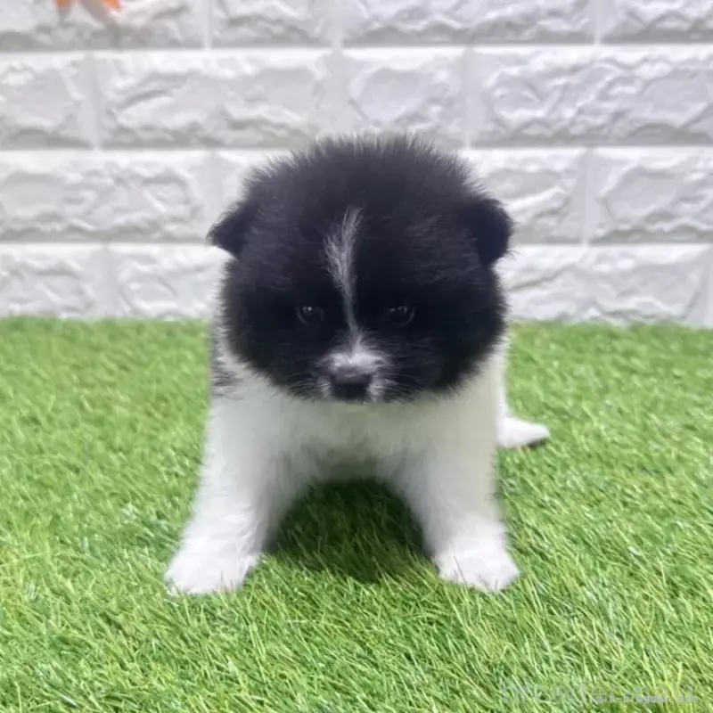 販売中の愛知県のポメラニアン-455812