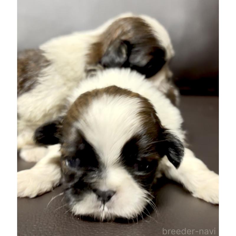 販売中の奈良県のシーズー-454687