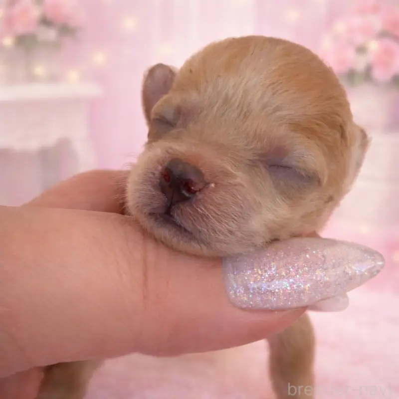 販売中の沖縄県のティーカッププードル-455824