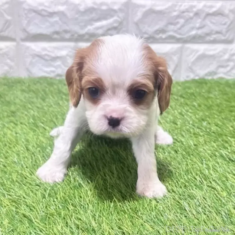 販売中の愛知県のキャバリアキングチャールズスパニエル-455825