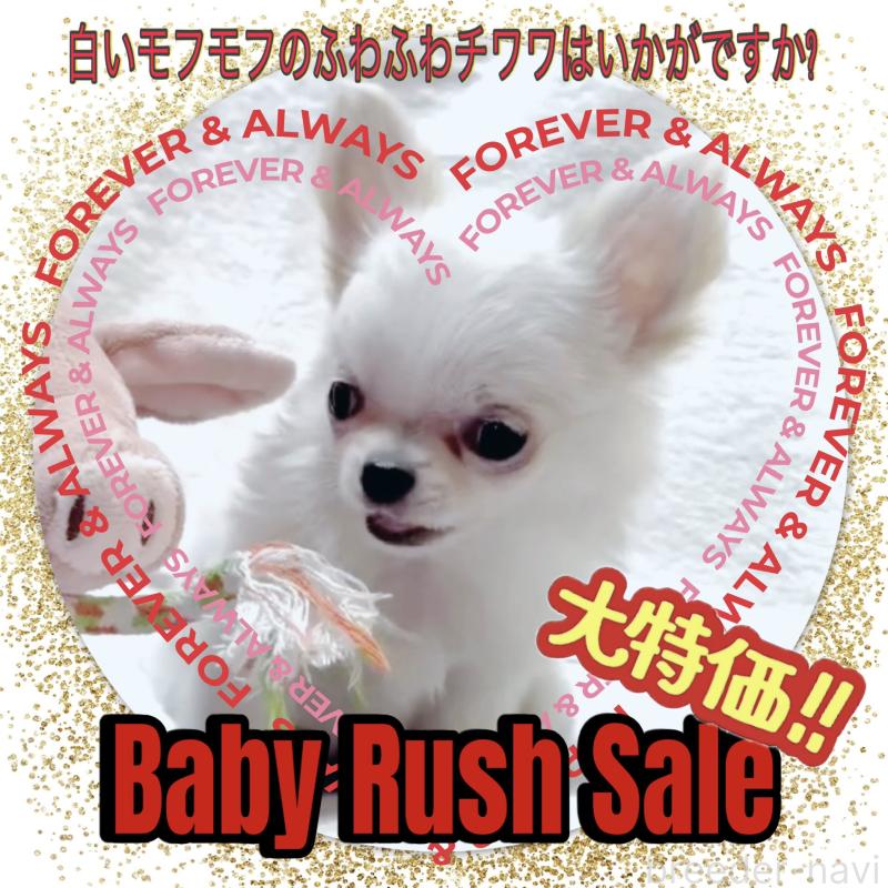 販売中の大阪府のチワワ(ロングコート)-455306