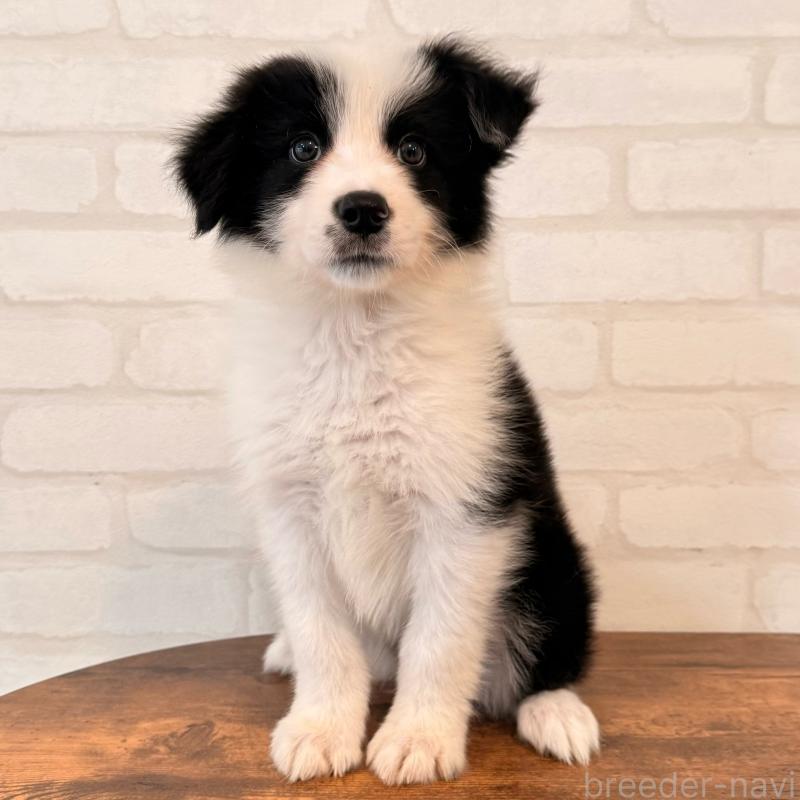 販売中の大阪府のボーダーコリー-455833