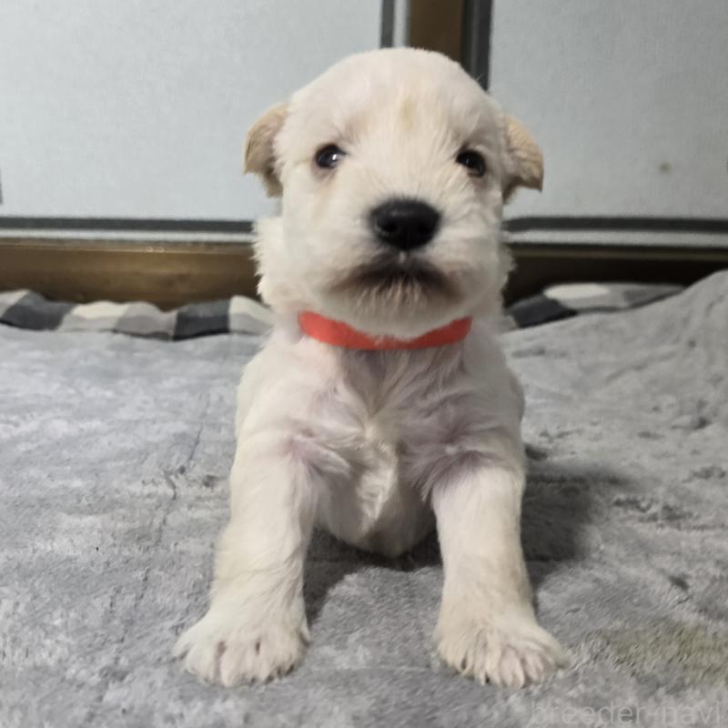 販売中の岡山県のミニチュアシュナウザー-454464