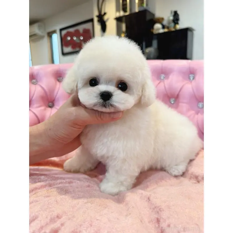 販売中の茨城県のビションフリーゼ-455877